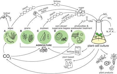 Alternative carbon sources for the production of plant cellular agriculture: a case study on acetate
